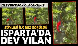 Isparta'da 2 devasa yılan görüldü