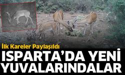 Alageyikler yeni yuvalarında görüntülendi