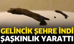 Isparta’da gelincik şehre indi