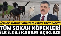 Tüm sokak köpekleri barınaklara alınacak