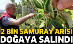 2 Bin Samuray Arısı Doğaya Salındı