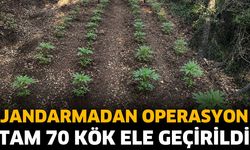 Jandarmadan kenevir operasyonu! Tutuklamalar var