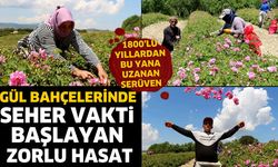 Gül bahçelerinde seher vakti başlayan zorlu hasat