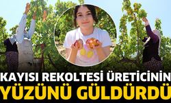 Kayısı rekoltesi üreticinin yüzünü güldürdü