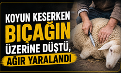 Koyun keserken bıçağın üzerine düştü, ağır yaralandı