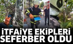 İtfaiye ekipleri minik kuş için seferber oldu