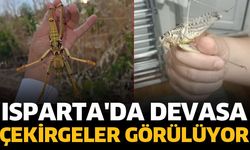 Isparta'da dev çekirgeler