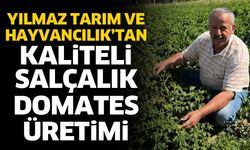 Kaliteli salçalık domates üretimi başladı