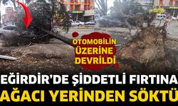Şiddetli fırtına ağacı yerinden söktü
