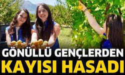 Gönüllü Gençlerden Kayısı Hasadı