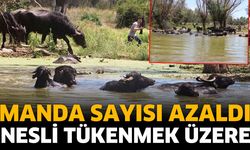 Manda sayısı azaldı