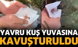 Yumurtadan Çıkan Yavru Kuş Kurtarıldı