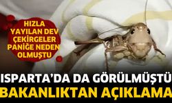 Bakanlıktan çekirge istilası açıklaması