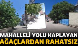 Mahalleli Yolu Kaplayan Ağaçlardan Rahatsız