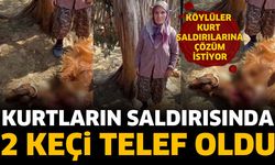 Kurtların Saldırısında 2 Keçi Telef Oldu