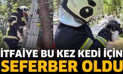 İtfaiye bu kez kedi için seferber oldu