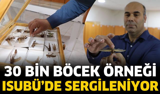 30 Bin Böcek Örneği ISUBÜ’de Sergileniyor
