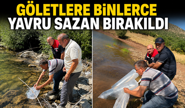 Göletlere binlerce yavru sazan bırakıldı