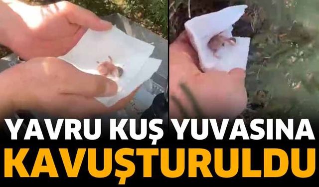 Yumurtadan Çıkan Yavru Kuş Kurtarıldı