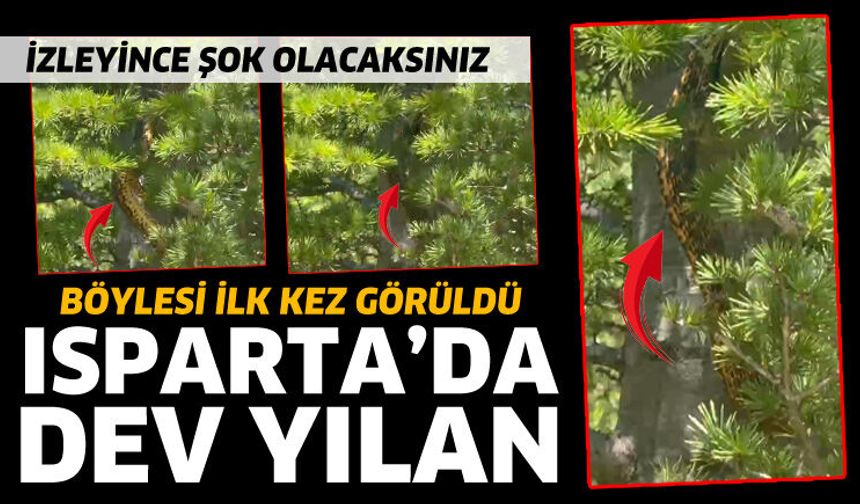 Isparta'da 2 devasa yılan görüldü