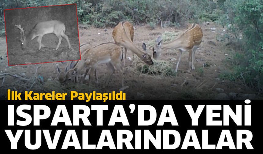 Alageyikler yeni yuvalarında görüntülendi