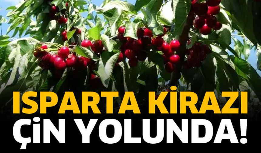 Isparta kirazı Çin yolunda!