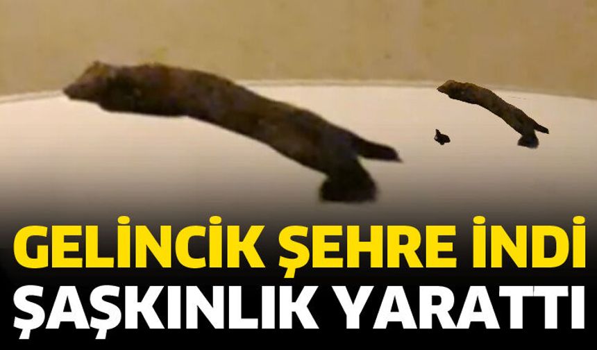 Isparta’da gelincik şehre indi