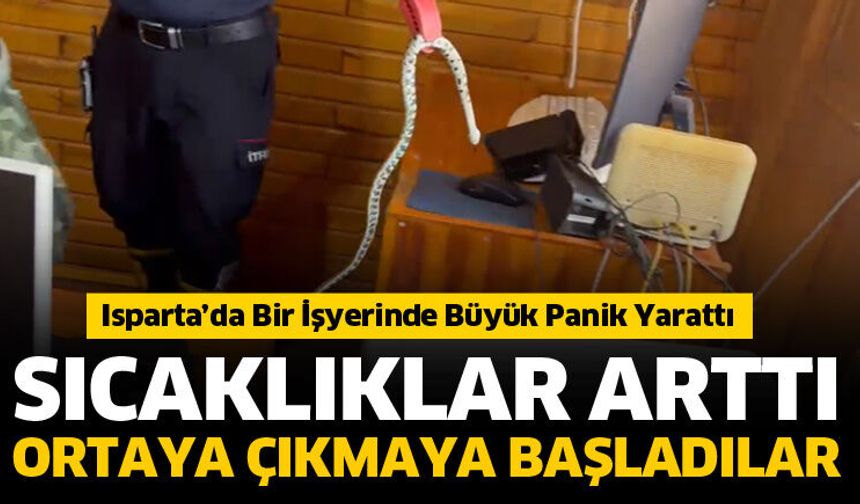 Sıcaklıklar artınca yılanlar ortaya çıkmaya başladı