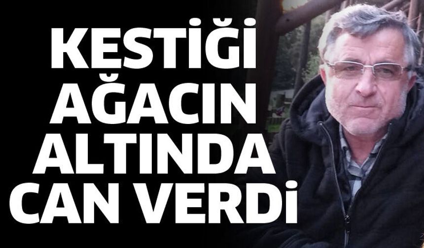 Kestiği ağacın altında can verdi