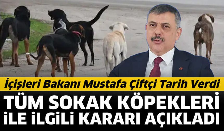 Tüm sokak köpekleri barınaklara alınacak