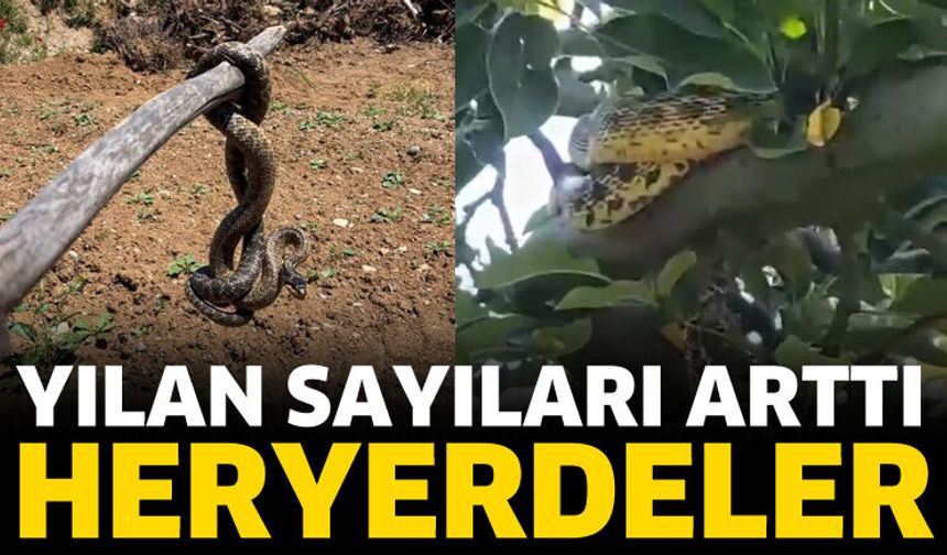 Isparta’da Yılan Alarmı!