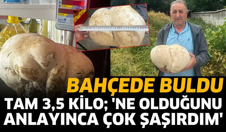 Bahçesinde 3,5 kiloluk mantar buldu
