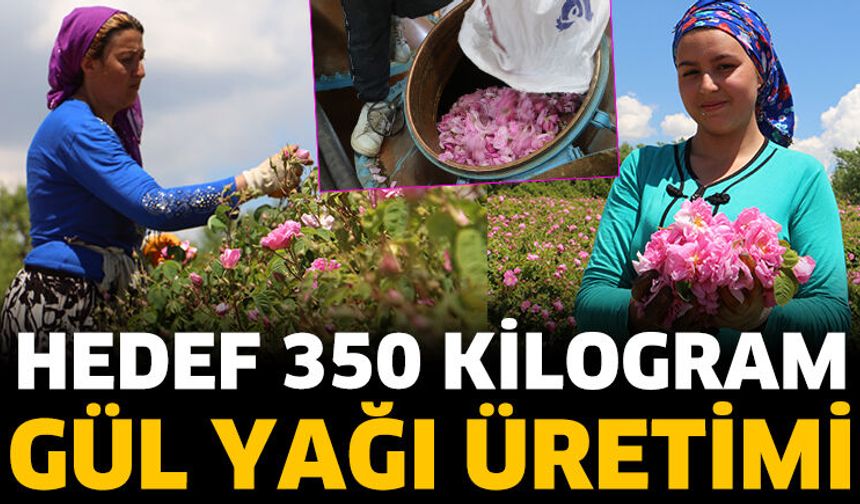 Hedef 350 Kilogram Gül Yağı Üretimi