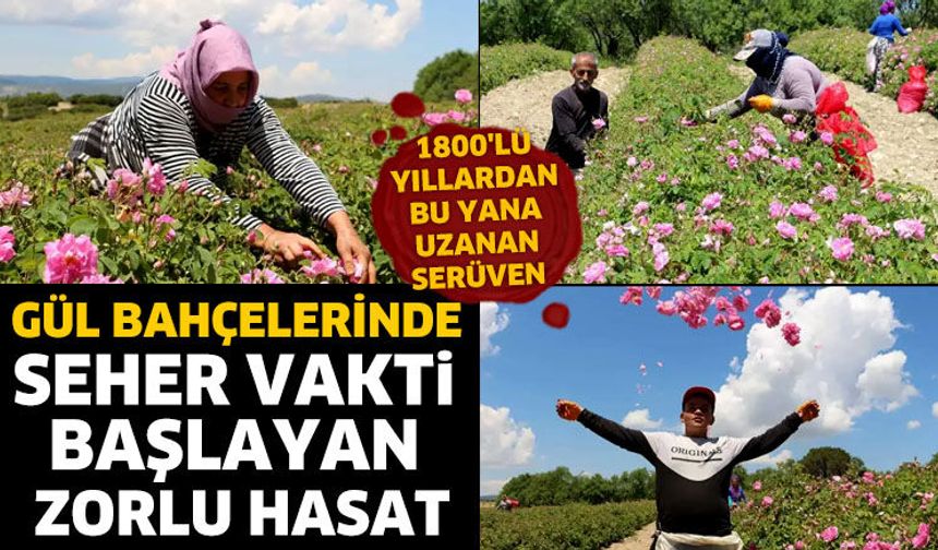 Gül bahçelerinde seher vakti başlayan zorlu hasat