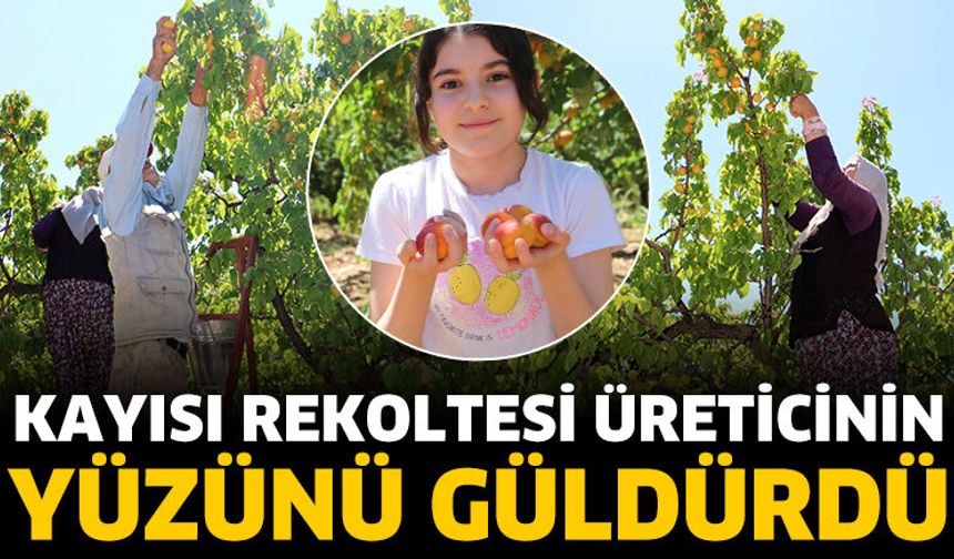 Kayısı rekoltesi üreticinin yüzünü güldürdü