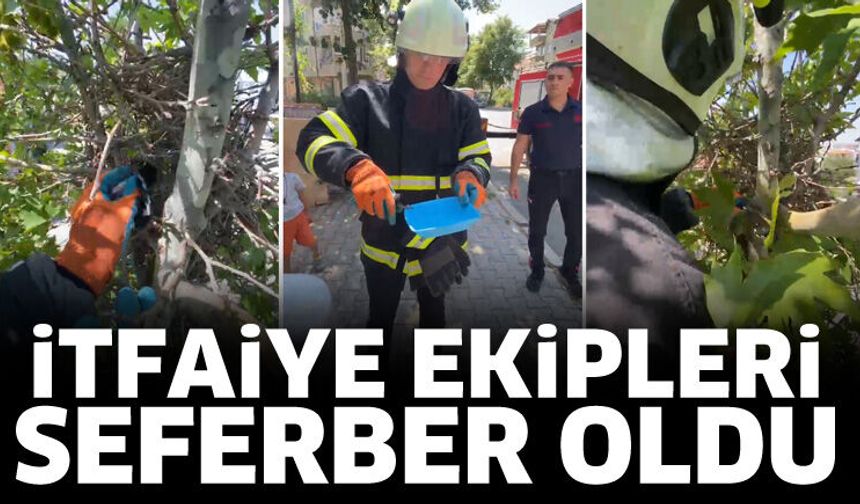 İtfaiye ekipleri minik kuş için seferber oldu