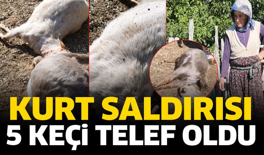 Kurt saldırısında 5 keçi telef oldu
