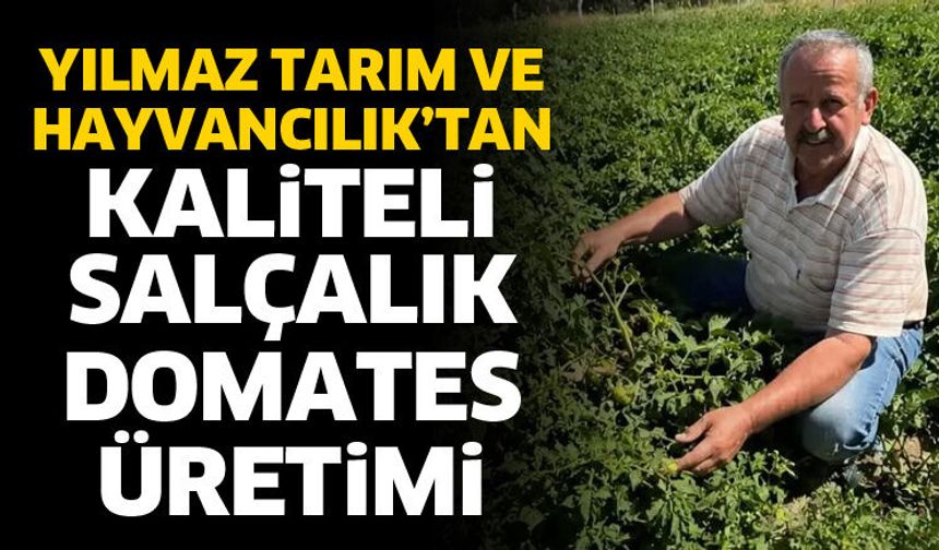 Kaliteli salçalık domates üretimi başladı