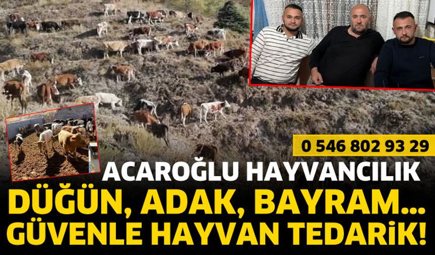 ACAROĞLU HAYVANCILIK her özel gününüzde yanınızda