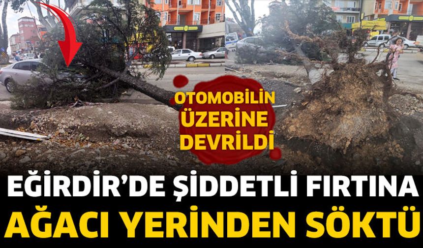 Şiddetli fırtına ağacı yerinden söktü