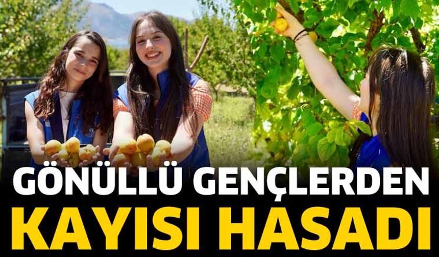 Gönüllü Gençlerden Kayısı Hasadı