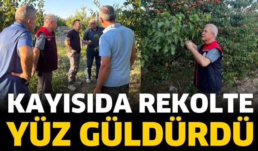 Kayısıda Rekolte Yüz Güldürdü