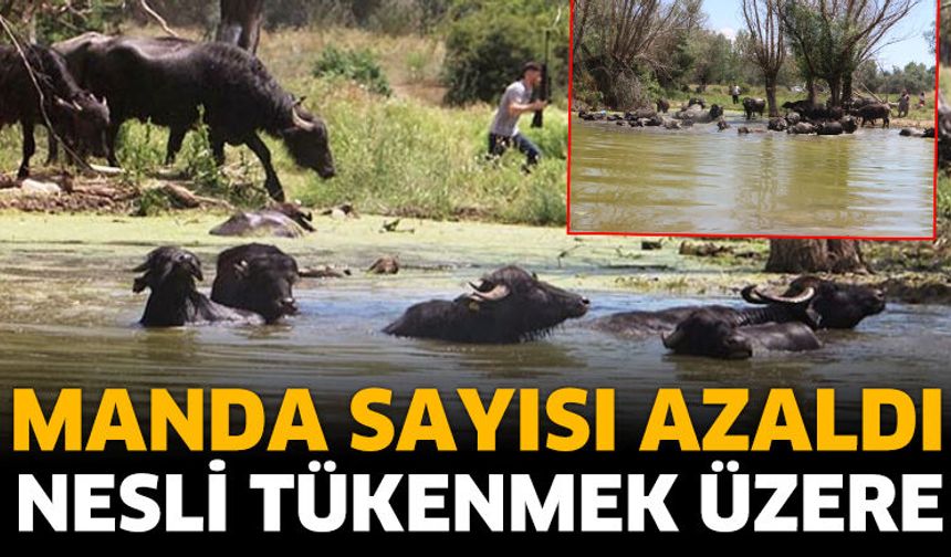 Manda sayısı azaldı