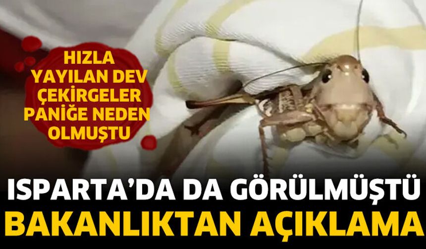 Bakanlıktan çekirge istilası açıklaması
